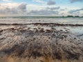 Tar balls and oil sludge on Lagoi beach in Bintan Island Indonesia